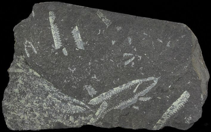 Fossil Graptolites (Didymograptus) - Great Britain #67994